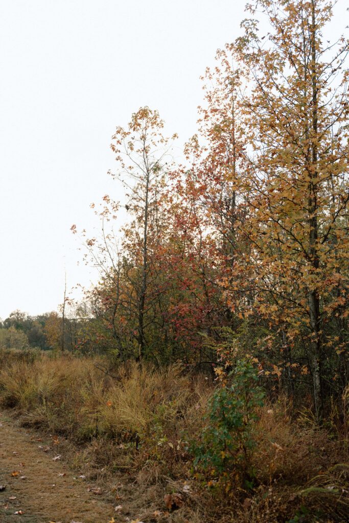 Fall foliage detail shot at engagement session at Shelby Bottoms Park