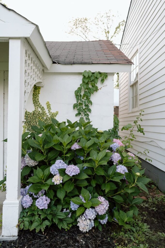 hydrangeas blooming outside of eader house in tennessee