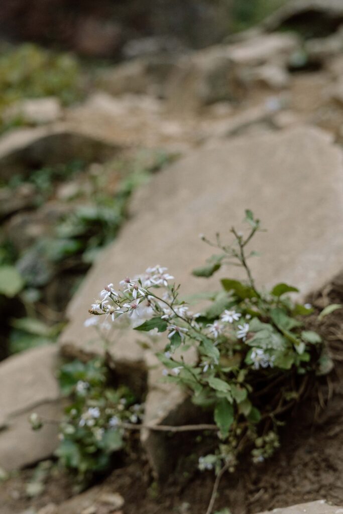 flowers growing out of the rocks at fall creek falls state park elopement
