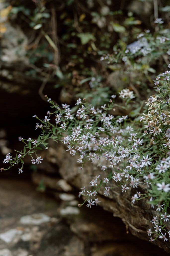 flowers at fall creek falls elopement