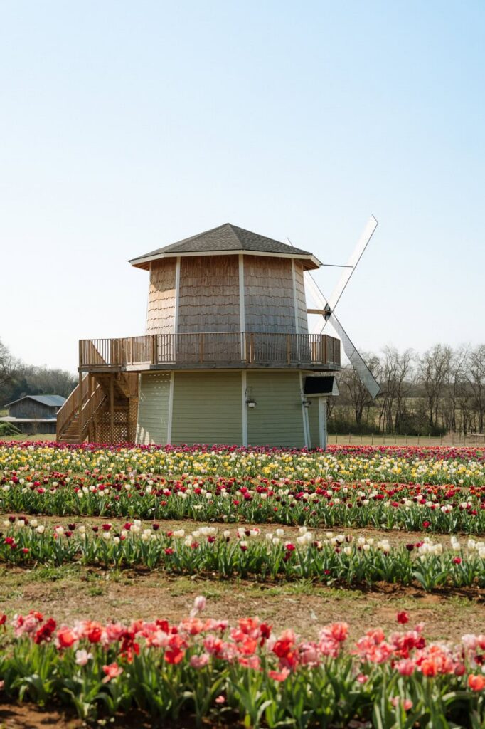 the windmill at a tulip farm outside of nashville tennessee