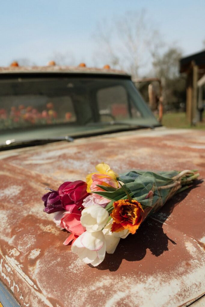 tulips sitting on antique truck at a flower farm in tennessee