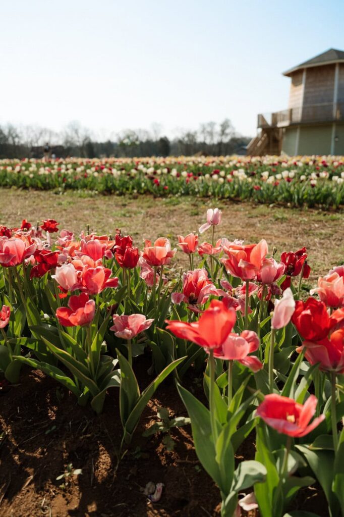 close up of pink flowers at a tulip farm in tennessee