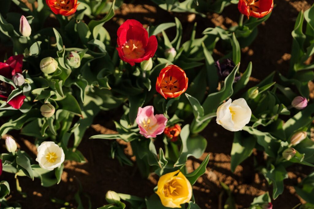 tulips at a flower farm outside of nashville tennessee