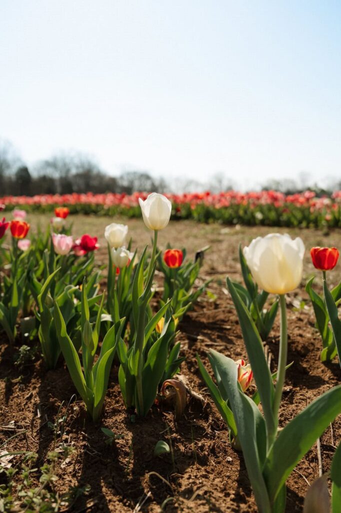 close up of the tulips at a nashville engagement session
