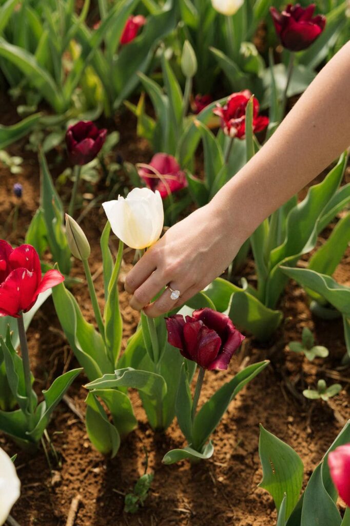 girl picking a tulip showing off her new engagement ring in nashville
