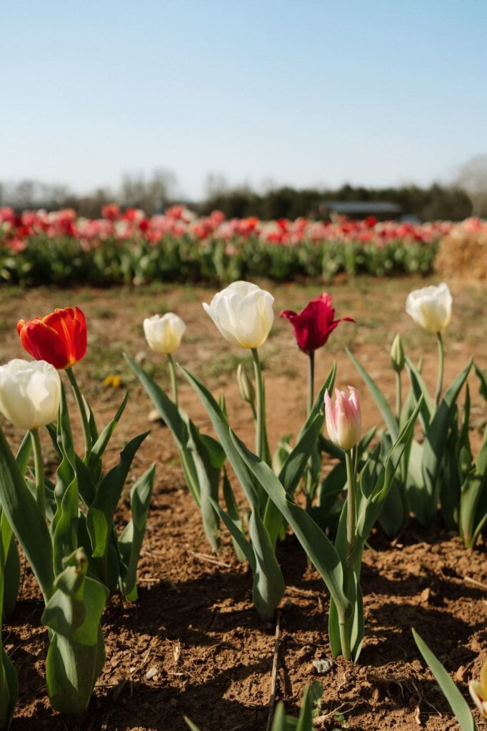 spring tulips at flower farm in tennessee