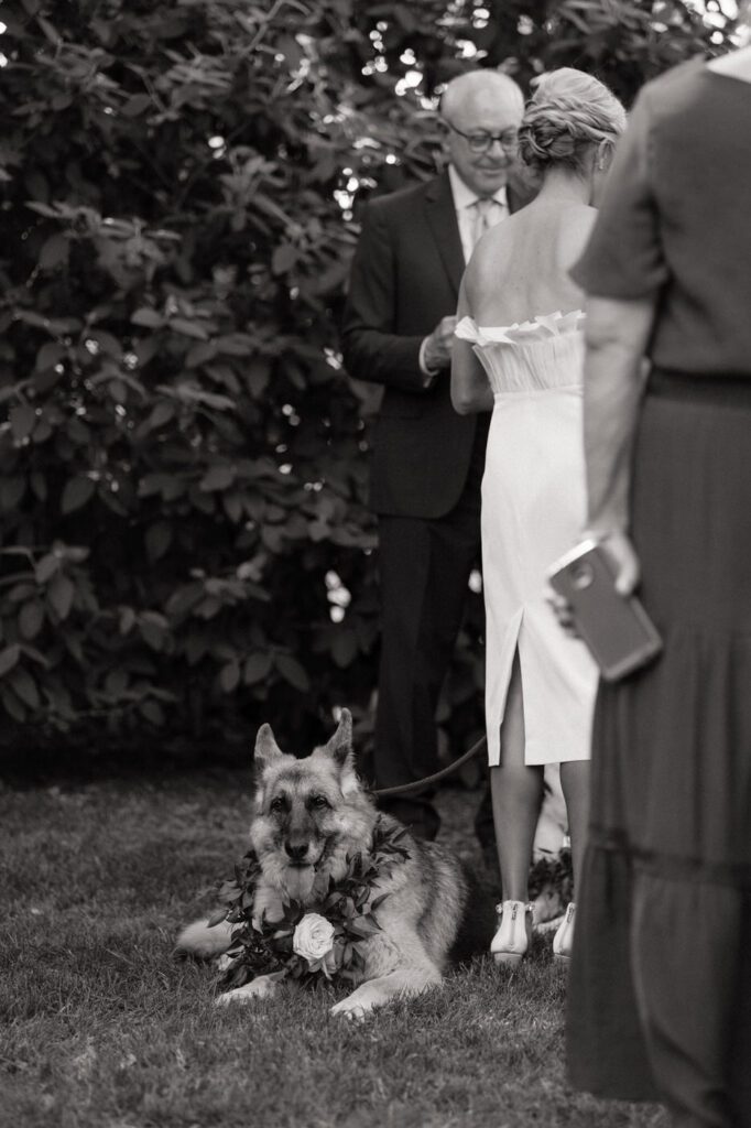 dog at the ceremony space at the cordelle