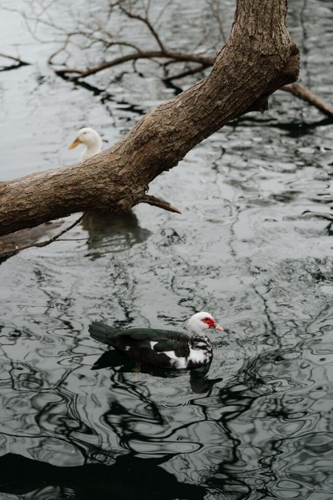 ducks in the lake at centennial park in nashville
