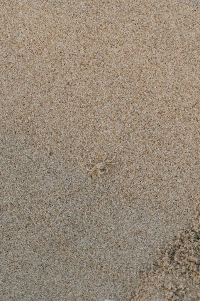 crab walking along the sand in virginia beach