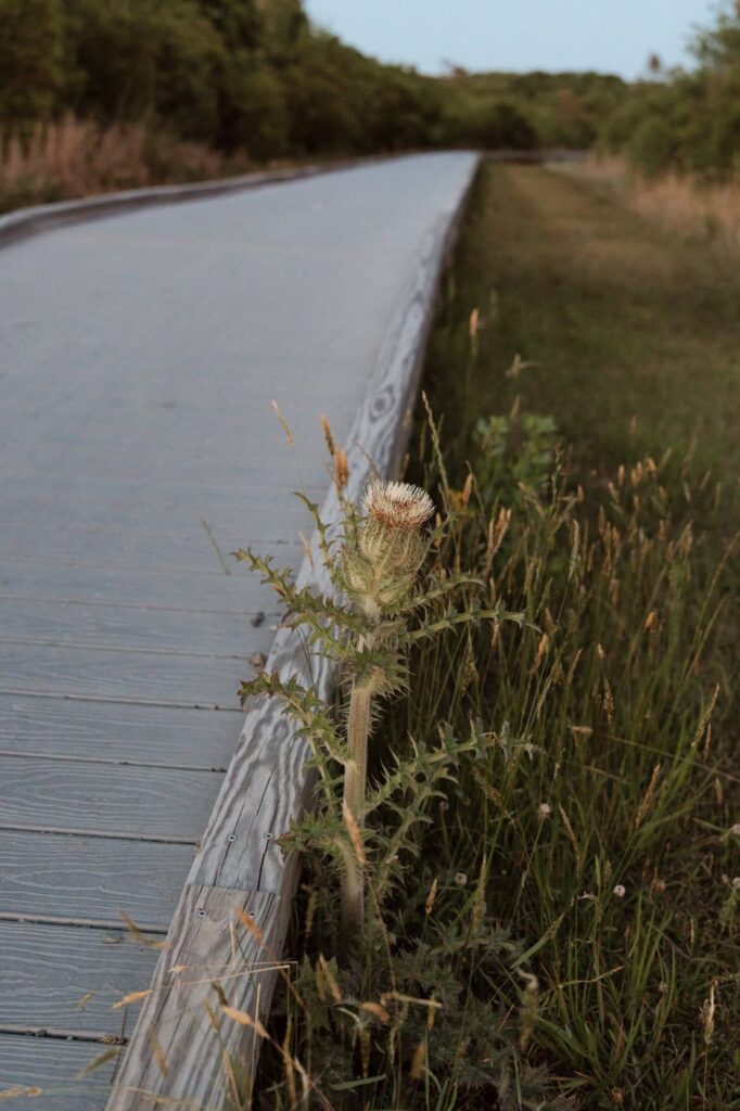 cactus along the trail at back bay wildlife refuge