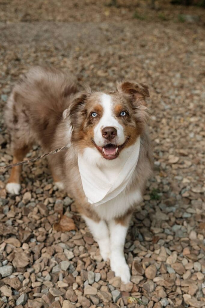 dogs at spring engagement session at harpeth river state park