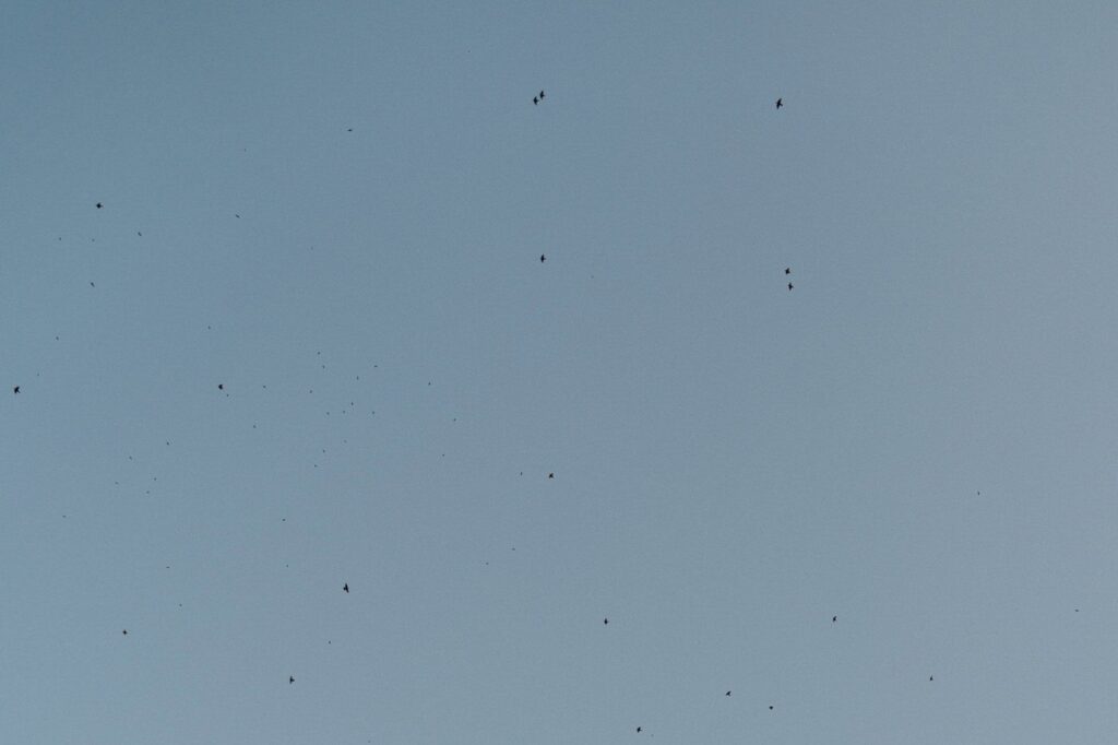 birds flying over nashville wedding venue